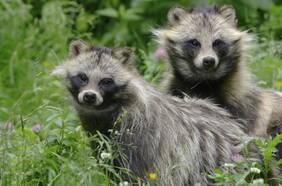 ¿Qué son los perros mapache y por qué la OMS los apunta como posible origen del Covid?