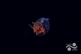 Fue descubierta hace 100 años, pero por primera vez logran filmar una de las criaturas más misteriosas del océano