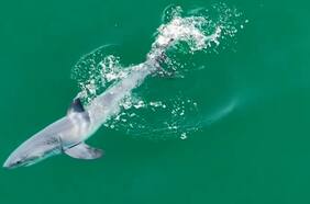 Captan por primera vez a una cría de tiburón blanco recién nacida en las costas de California
