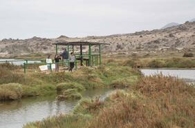 Un paseo por el lado b de la Región de Atacama: Ballenas, humedales, locos y una copa de pajarete