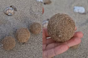 Qué son las “pelotas de Neptuno”, las extrañas esferas que aparecen en las playas
