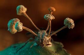 Una mosca esclavizada como “zombie” por hongos: estas son las mejores fotos según revista científica