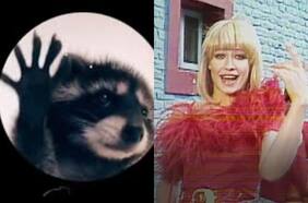 “Pedro, Pedro, Pedro”: la canción de Raffaella Carrà viral en redes sociales (por causa de un mapache)