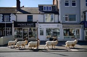 Qué hacían los animales mientras los humanos estábamos encerrados por la pandemia de Covid-19