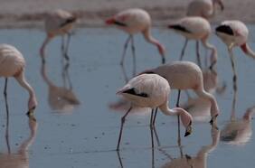 SAG redobla vigilancia en la zona norte tras caso de influenza aviar en flamencos en Argentina