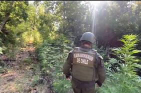 Realizan histórico decomiso de marihuana en O’Higgins: Carabineros incauta más de 18 mil plantas en San Fernando