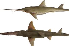 Un diente de tiburón sierra de hace 2,6 millones de años reabre el pasado tropical de Chile