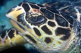 Informe denuncia catastrófica disminución de la vida silvestre en últimos 50 años: estos son algunos de los más amenazados