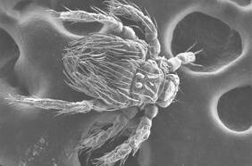Fact Checking: ¿Tifus de los matorrales aumenta 133% en Chile? ¿La fotodesinfección nasal reduce el contagio por Covid?