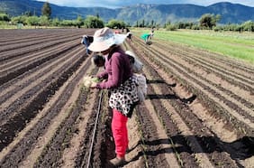 Visas laborales caen en el primer trimestre de 2026 y bolivianos consolidan su liderazgo en participación