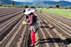 Migrantes y temporeras: las mujeres que sostienen la cosecha