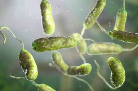 Así es la bacteria carnívora que ha dejado cinco muertes en Estados Unidos