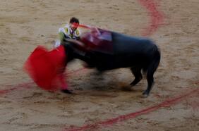 Por qué las corridas de toro nuevamente están en la polémica en España