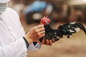 SAG intensifica vigilancia ante avance de la gripe aviar a nivel continental