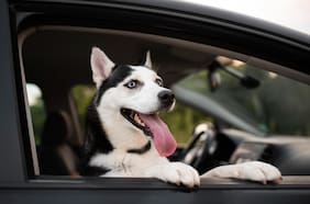 ¿Qué autos prefieren los perros?