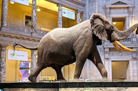 El plan de Trump para purgar los museos Smithsonian por su “ideología anti estadounidense”