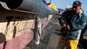 Inscritos en el registro artesanal de pesca fueron casi 10 mil, pero solo 310 registran actividad pesquera