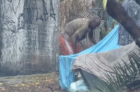 De ser figura en Brasil a vivir en la calle: la dramática historia de Régis Pitbull que conmueve al fútbol