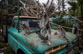 El cierre interminable del Buin Zoo