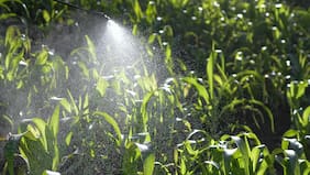 Los 12 alimentos más contaminados del 2026 por pesticidas y “químicos eternos”