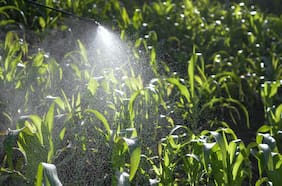 Los 12 alimentos más contaminados del 2026 por pesticidas y “químicos eternos”