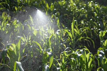 Los 12 alimentos más contaminados del 2026 por pesticidas y “químicos eternos”