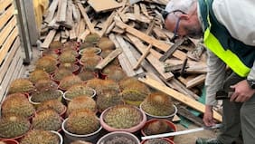 Conaf y PDI retiran 68 cactáceas de alto valor ecológico en Antofagasta