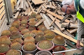 Conaf y PDI retiran 68 cactáceas de alto valor ecológico en Antofagasta