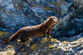 “Seria amenaza a la biodiversidad del territorio”: detectan presencia de visón americano en Parque Nacional Torres del Paine