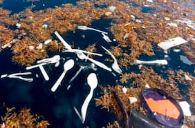 Proyecto de ley de plásticos de un solo uso: la oportunidad de estar en la vanguardia mundial