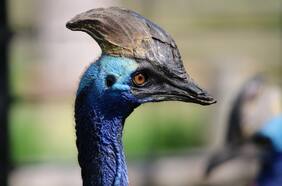 Soy paleontólogo y aquí te explico dónde aún puedes encontrar dinosaurios vivos