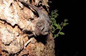 El lado amable de los murciélagos: Pionero estudio revela cómo ayudan a las viñas chilenas