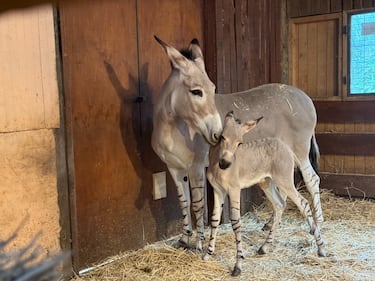 Chile da la bienvenida a cría de burro somalí, especie en peligro de extinción: quedan menos de 400 en el mundo