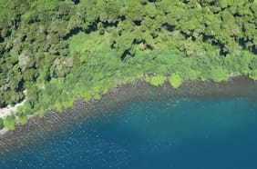 Estudio revela que en 16 años Chile redujo su bosque nativo en casi cuatro veces la superficie del Gran Santiago