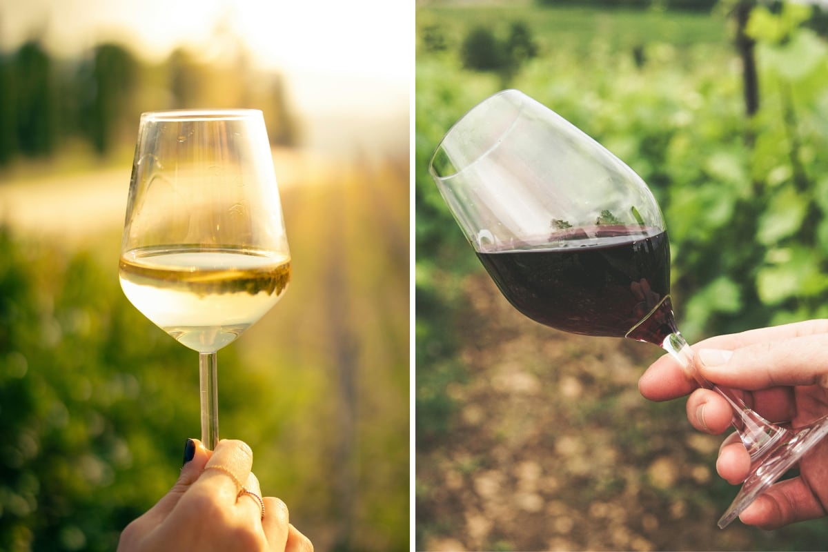 Adiós a los mitos: el vino tinto no es más saludable que el blanco