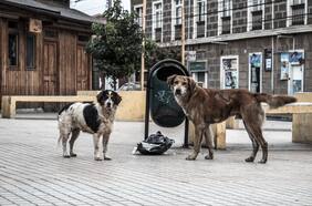 Columna de Beatriz Zapata: Perros de libre deambular, un problema de tenencia responsable