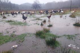 Autoridades de la Región de La Araucanía solicitan que se decrete zona de catástrofe agrícola