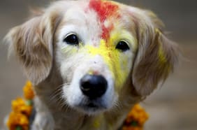 Kukur Tihar: el festival que festeja a los perros en Nepal
