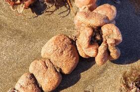 Qué son las papas de mar, los extraños organismos que aparecieron en algunas playas y que los expertos recomiendan no tocar