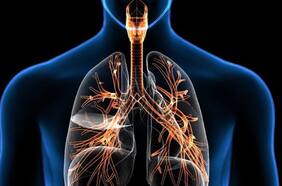 Médicos de Pensilvania descubrieron una nueva célula del sistema respiratorio