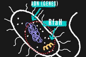 RfaH: la proteína clave para combatir la resistencia antibiótica de las bacterias