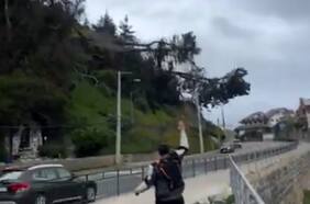 Sistema frontal: Conductor se salva por pocos metros de ser aplastado por un enorme árbol