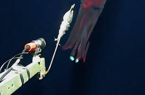 Captan un raro calamar de aguas profundas que emite luz