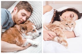 ¿Compartir la mascota? Qué hacer con los animales cuando las parejas se separan