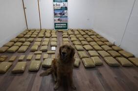 Perro de Carabineros encuentra más de 100 paquetes de droga en un control realizado en Antofagasta