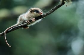Detectan monito del monte en Parque Nacional Queulat y destacan buen estado del ecosistema