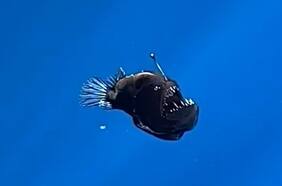 Histórico: captan el primer avistamiento de un pez diablo negro con vida a plena luz del día