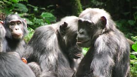 Unos chimpancés comenzaron una “guerra civil” sin precedentes: podría estar relacionada con la guerra humana