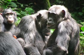 Unos chimpancés comenzaron una “guerra civil” sin precedentes: podría estar relacionada con la guerra humana