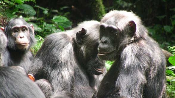Unos chimpancés comenzaron una “guerra civil” sin precedentes: podría estar relacionada con la guerra humana